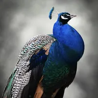 IMG_2364.jpg