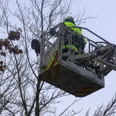 katze_auf_baum.jpg