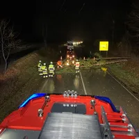 baum_auf_b2.jpg