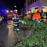baum_josef-jagehuber-str.jpg